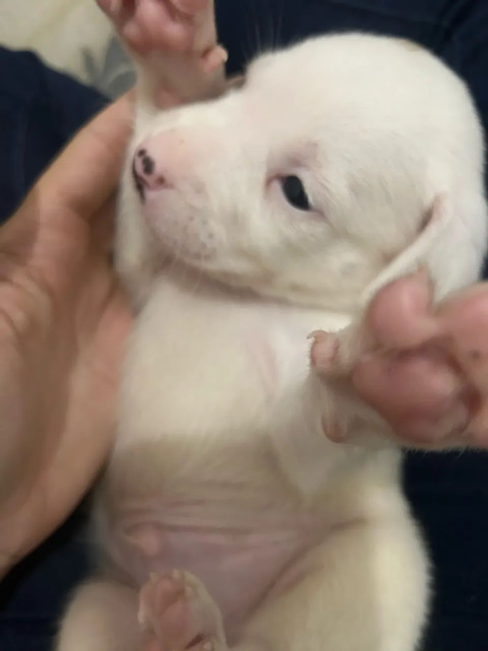 Cachorro pitbull  - Foto 3