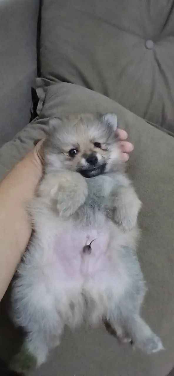 Spitz alemão  - Foto 2