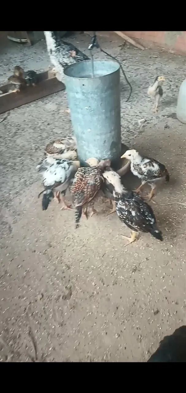 Franguinho caipira  - Foto 5