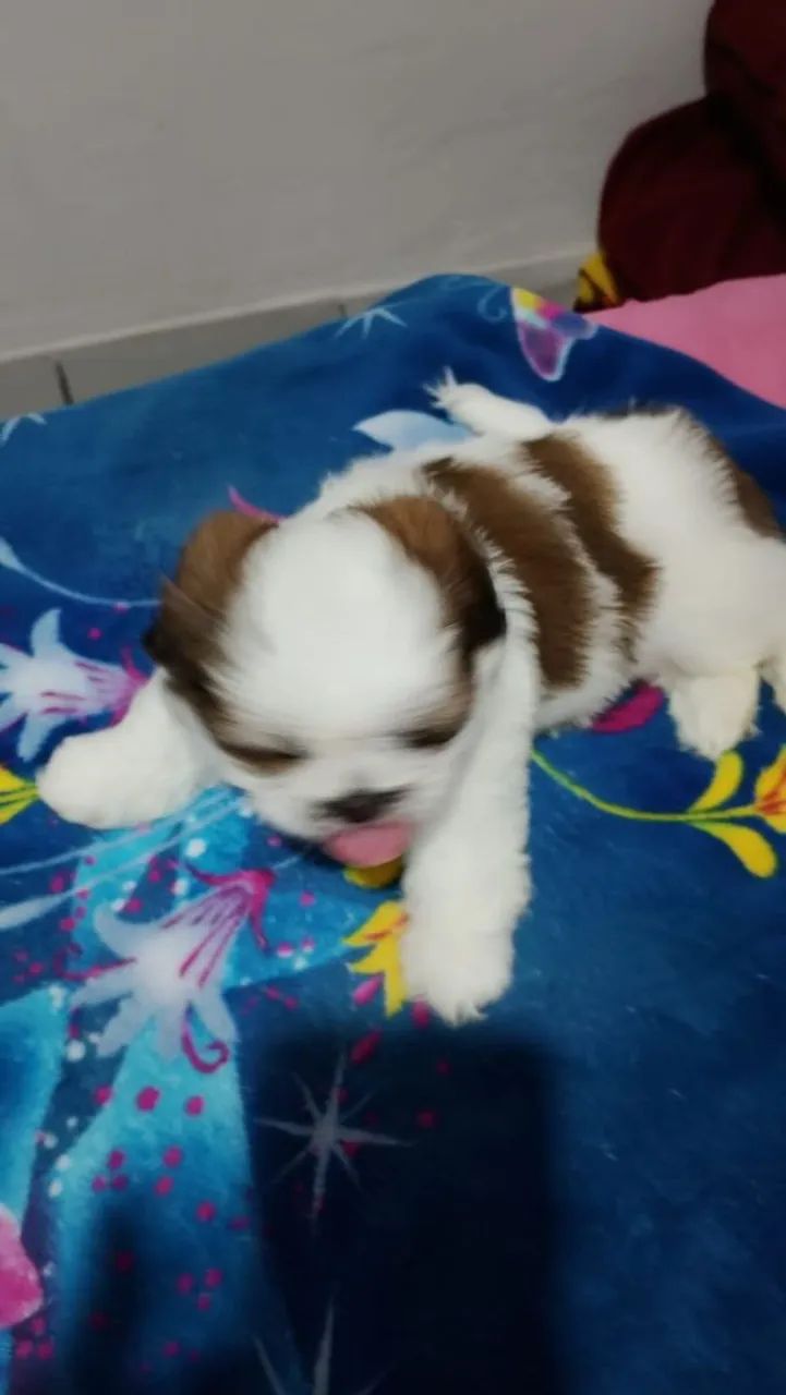 Shih Tzu macho  - Foto 3