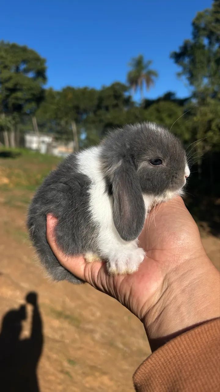 Mini coelho  - Foto 2