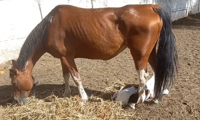 Linda égua Paint Horse, REGISTRADA por 12 Mil. - Foto 3