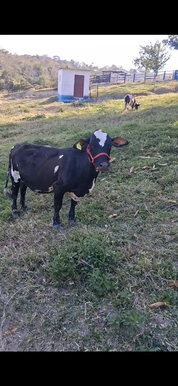 Mini vaquinha amojando . - Foto 3