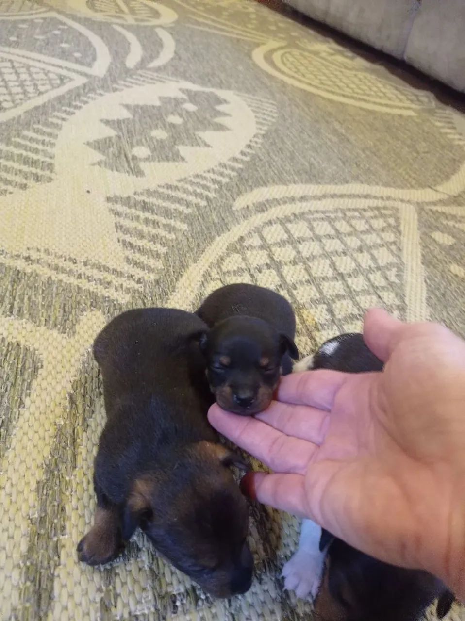 Pinscher 