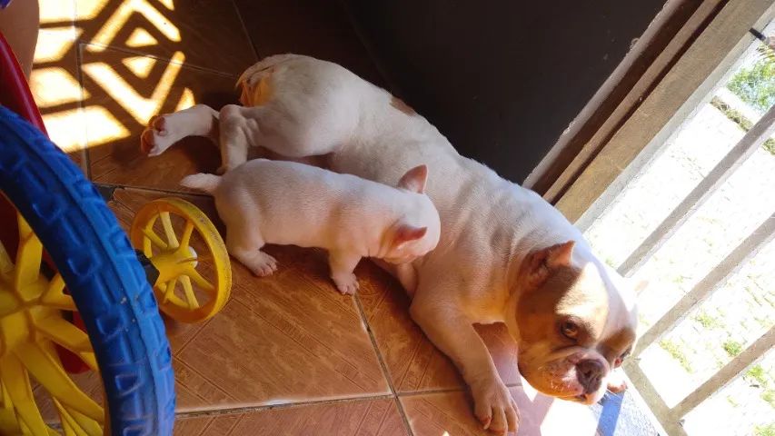 American bully - Foto 2