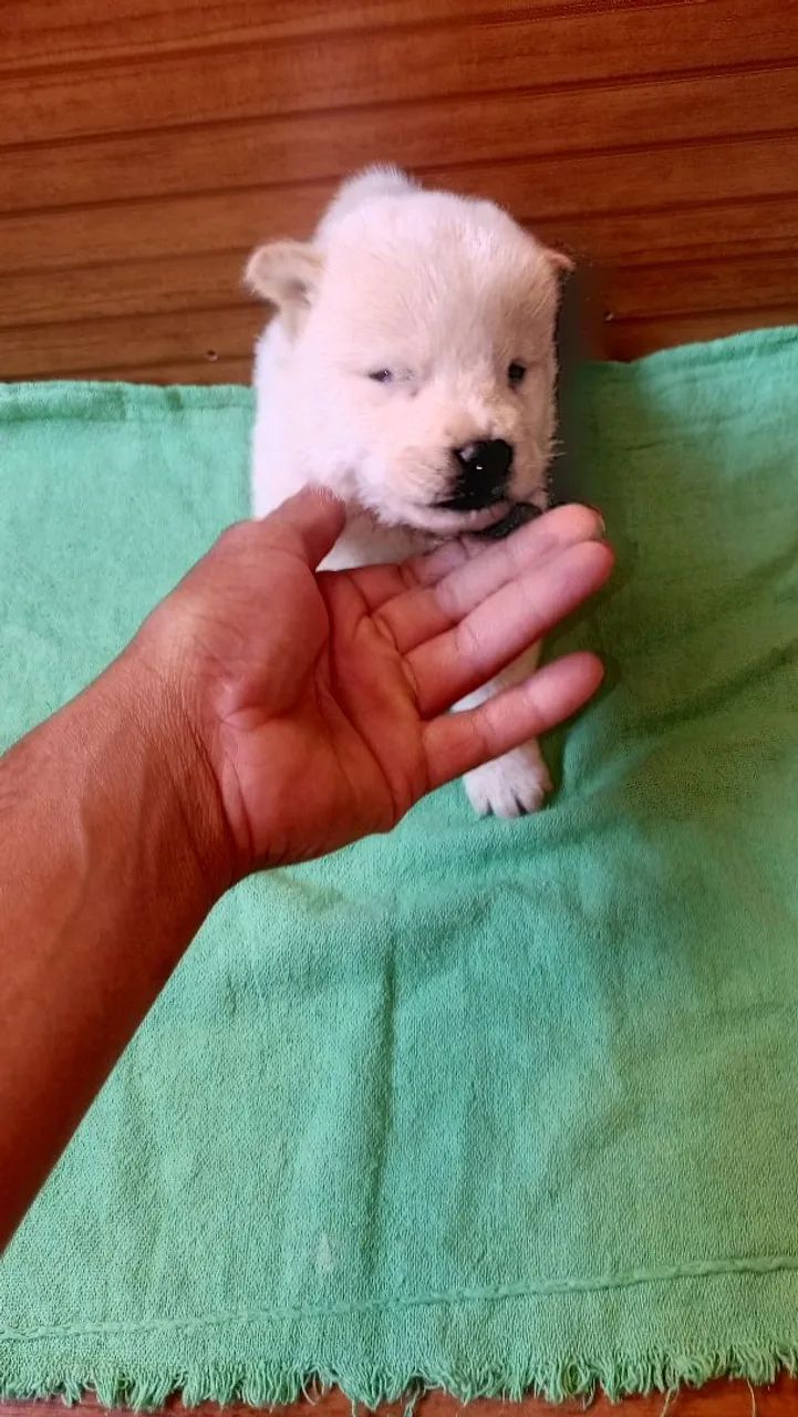 Cachorro  - Foto 4