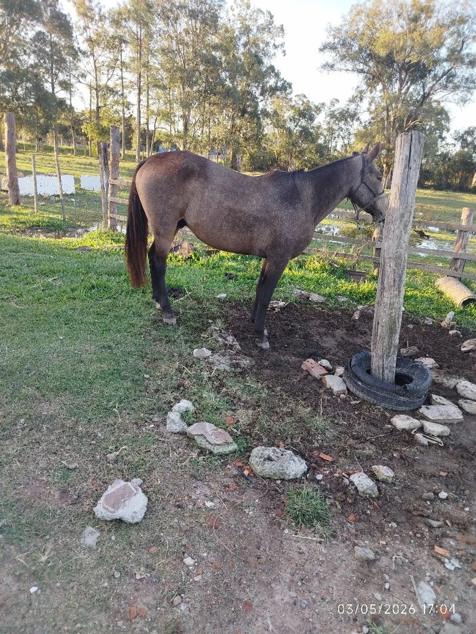 Cavalo domado manso de montaria whats * - Foto 5