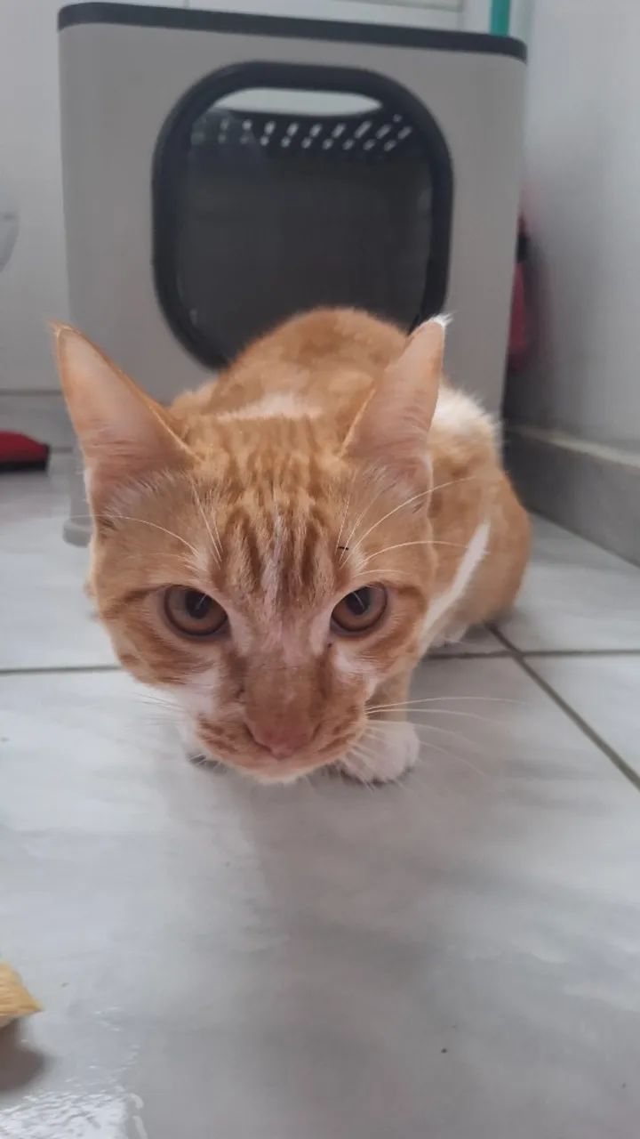 Doação de gato macho - Foto 2