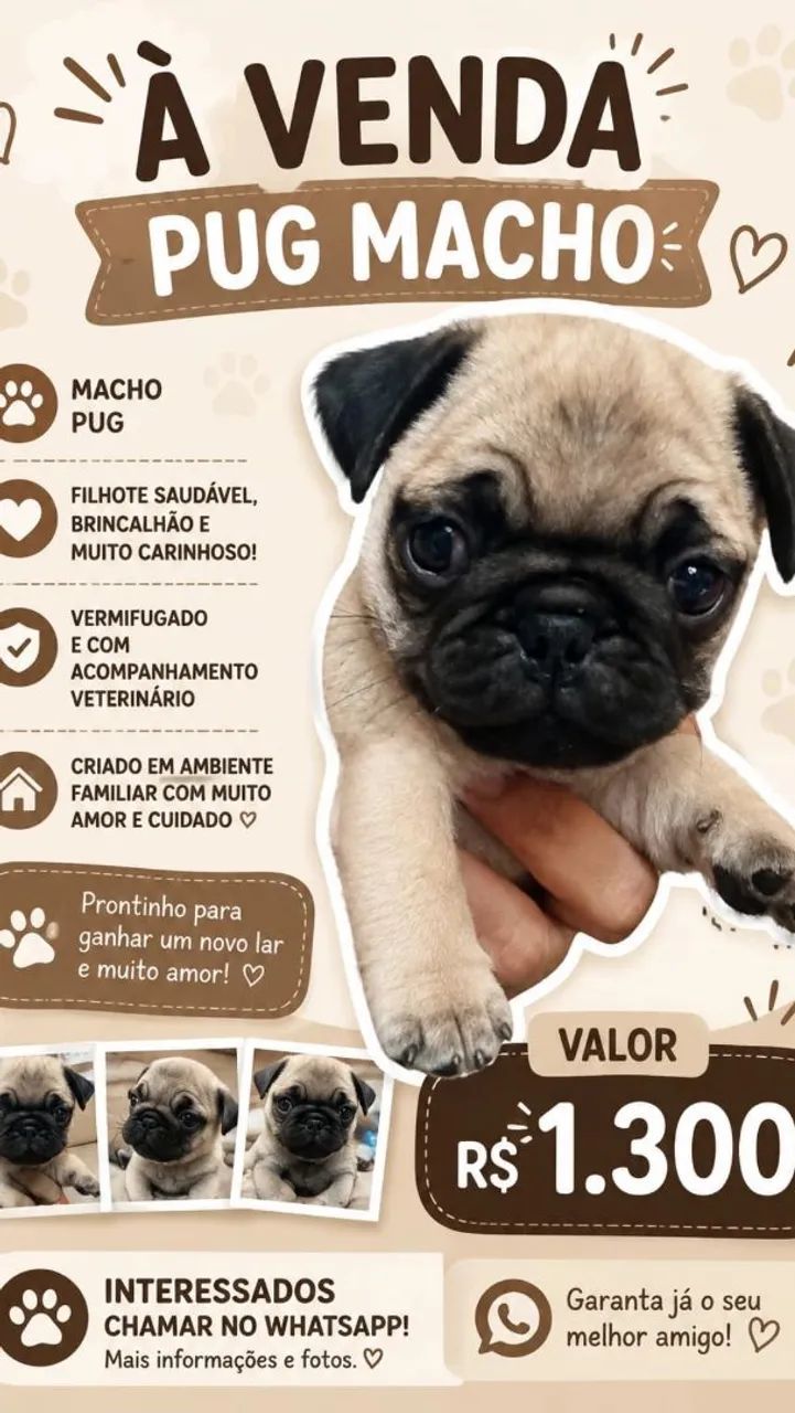 Filhote de pug