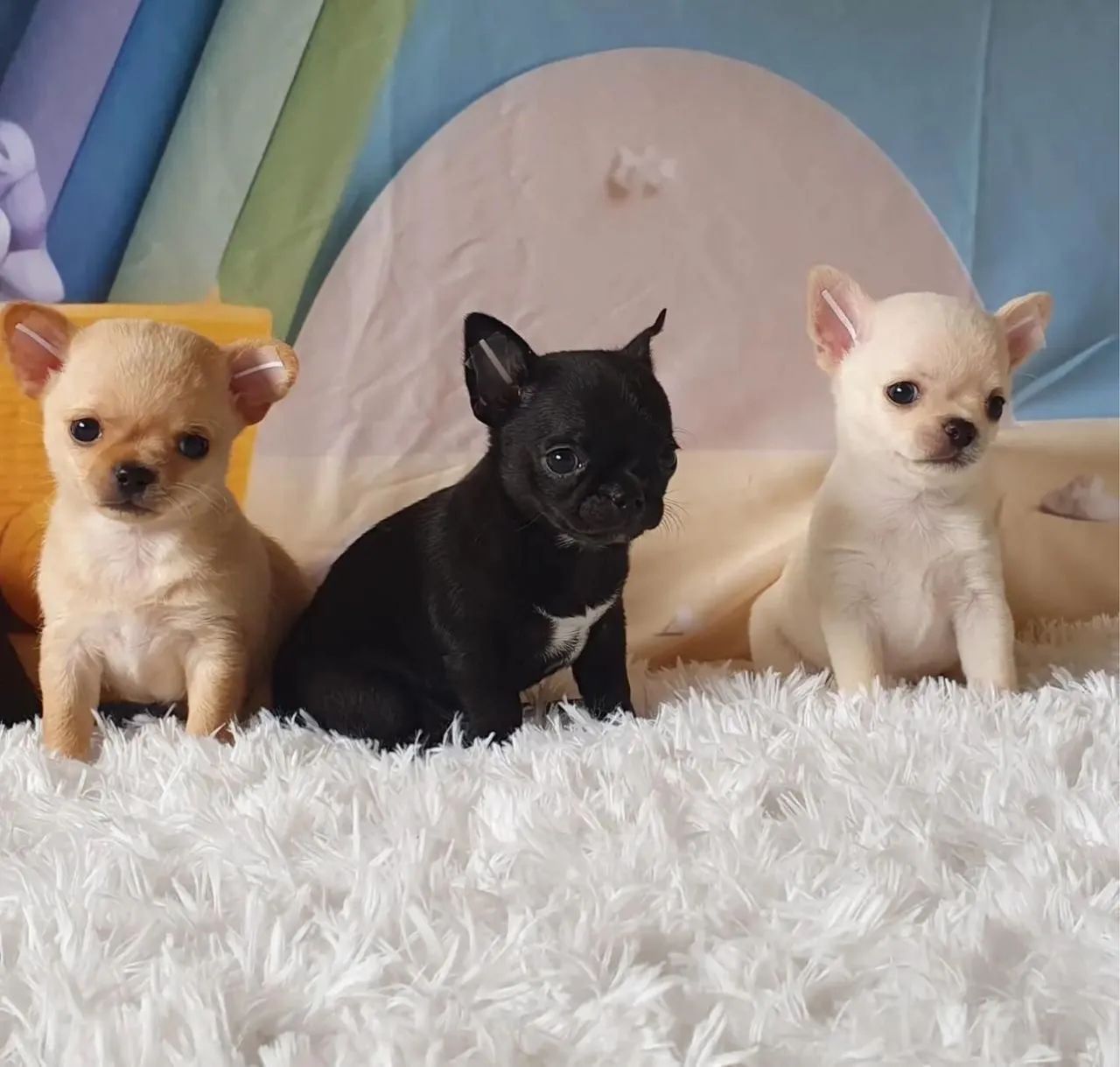 Chihuahua - Foto 2