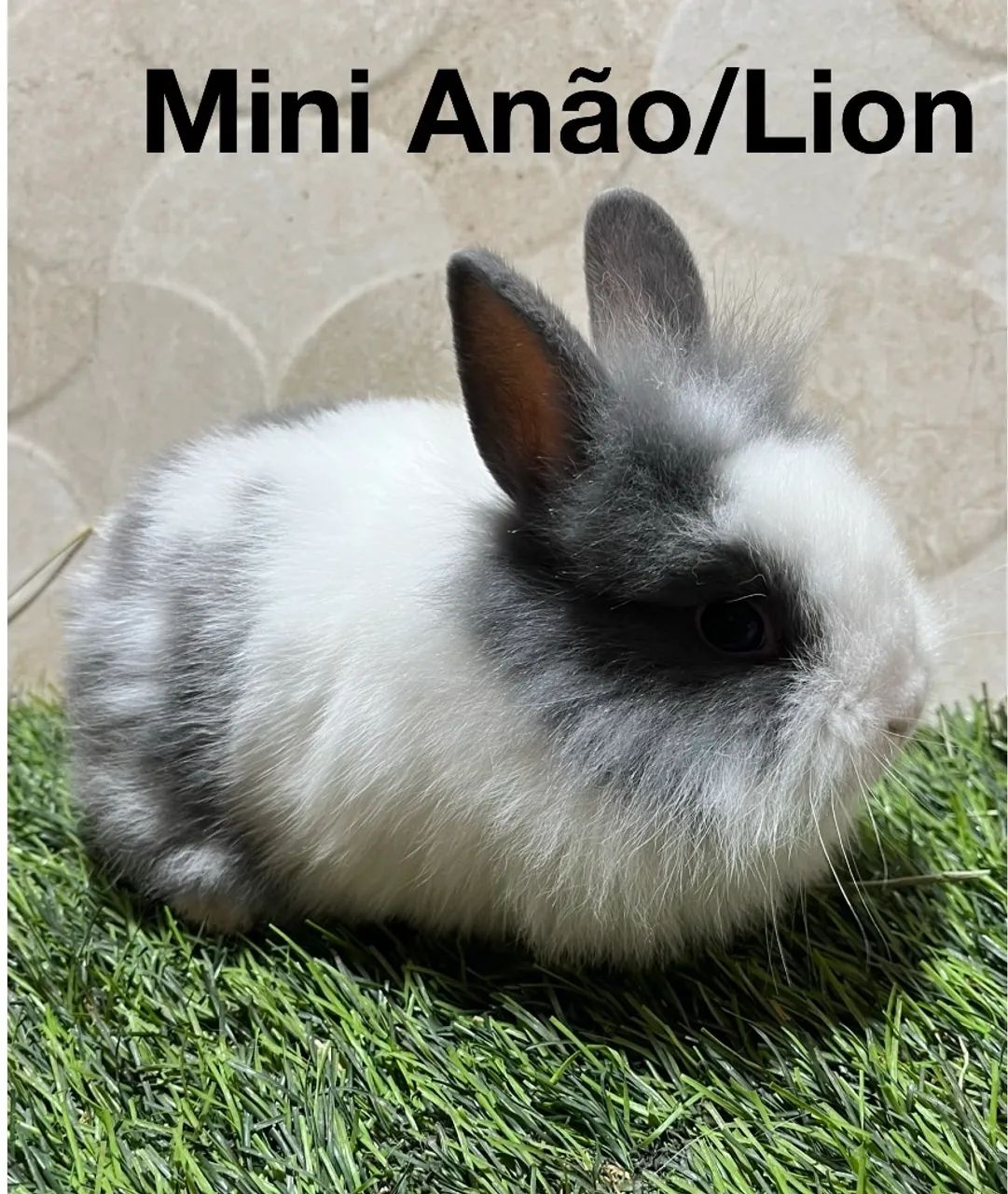 Mini anão e mini Lion - Foto 2