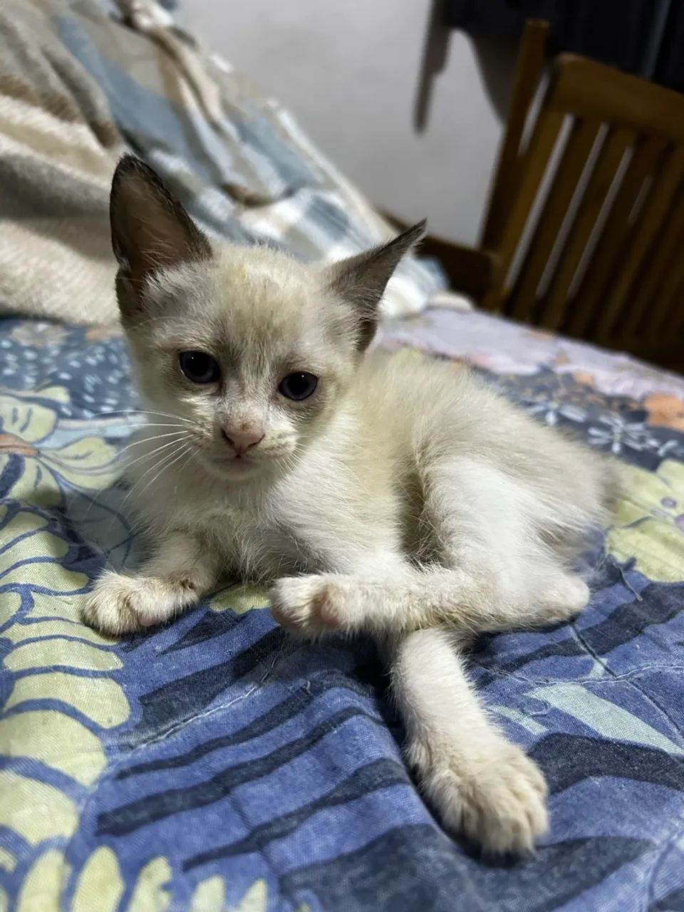Doação de gatinhos - Foto 5