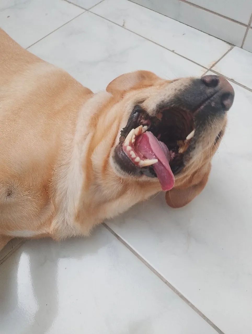 Labradora Mel 