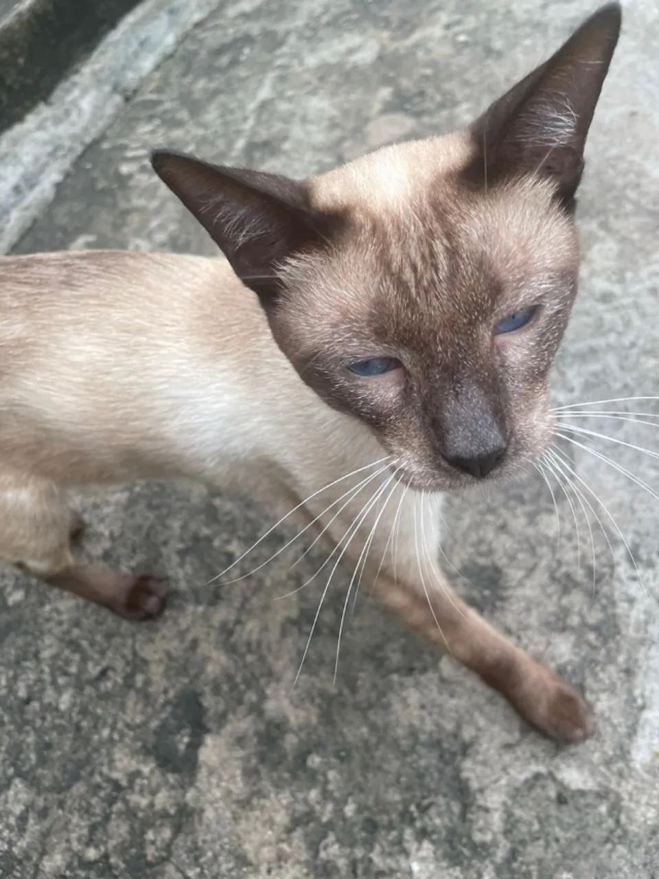 Adoção Gato macho  - Foto 2