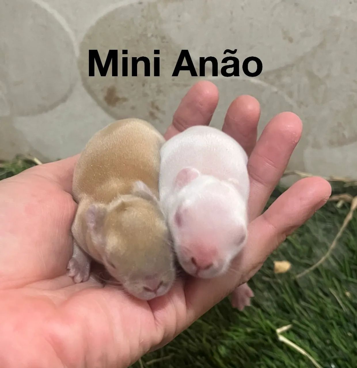 Mini coelhos - Foto 4