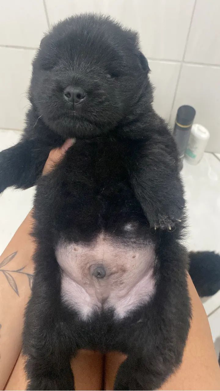 Cachorro - Foto 4