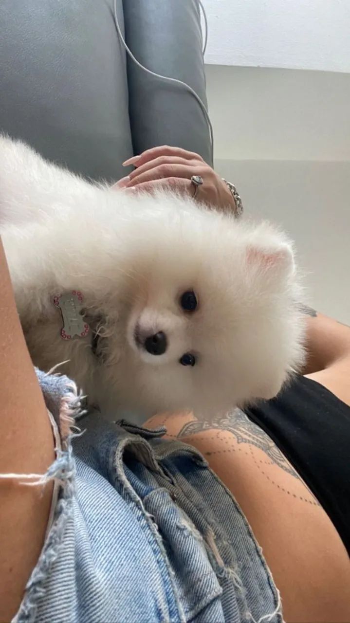 Spitz Alemão 