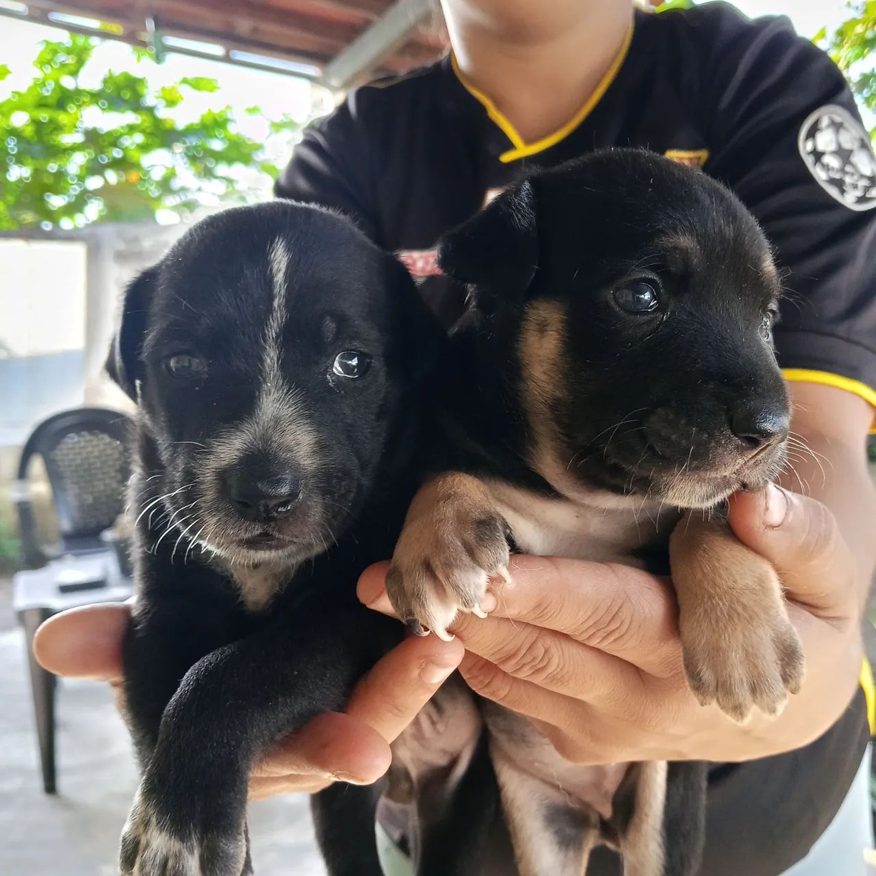 filhotes mestiço de rottweiler 