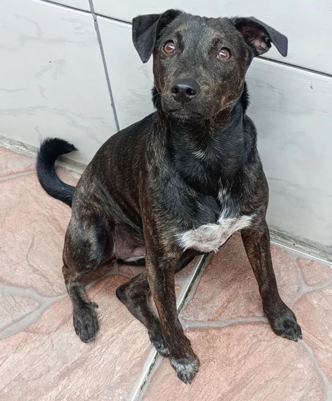 Doação de cachorro  - Foto 4