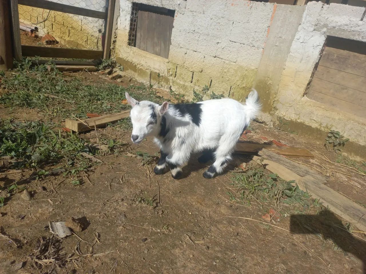 Mini cabra 