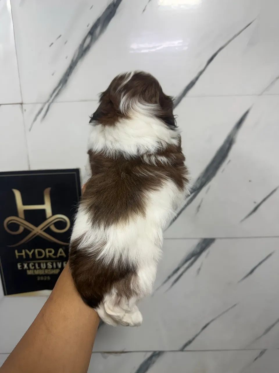 Shihtzu macho 