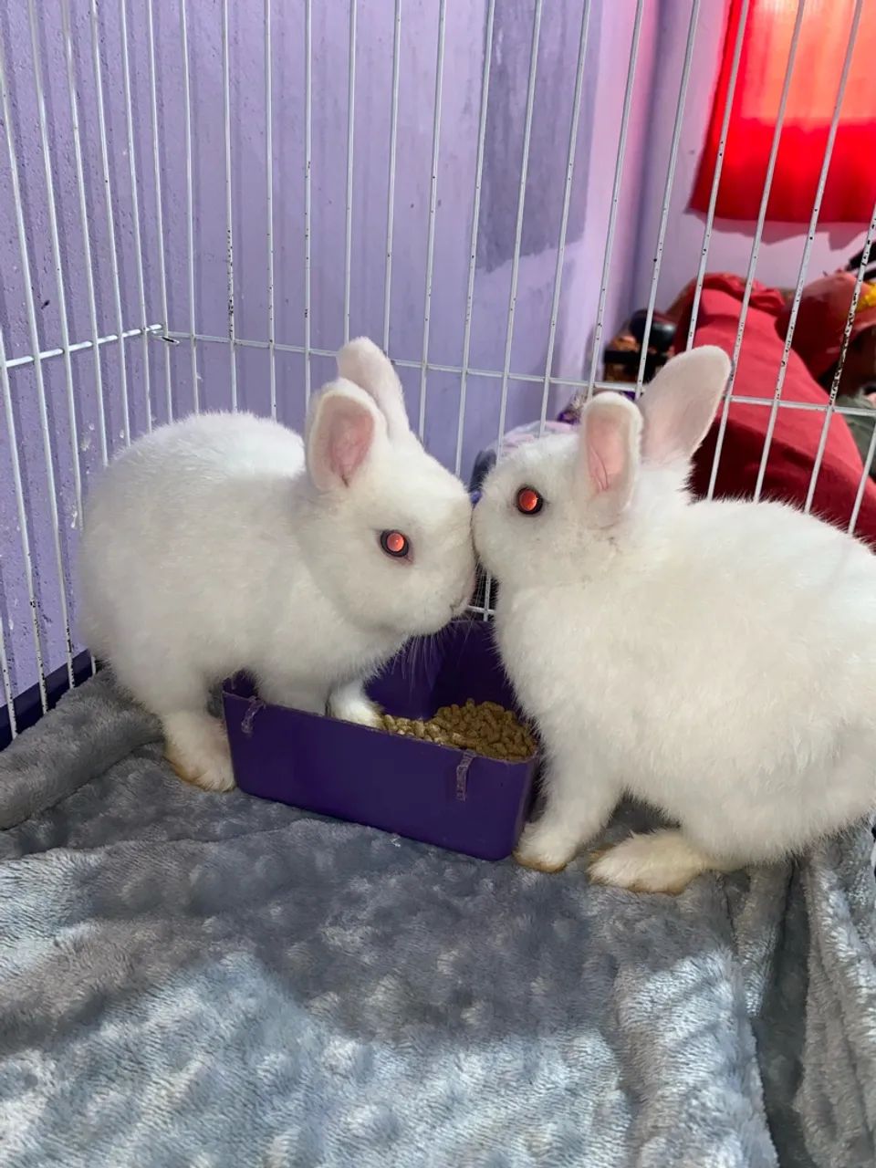 Mini Coelho Netherland Dwarf  - Foto 4