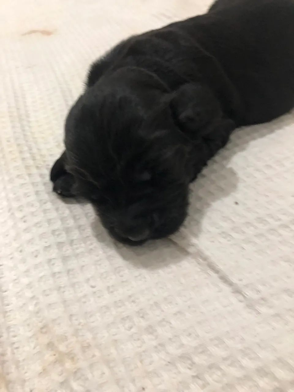 Vendo filhotes de Cocker Spaniel Ingles - Foto 3