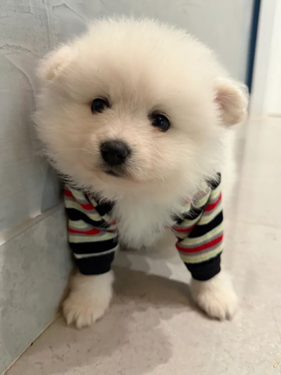 Lulu 