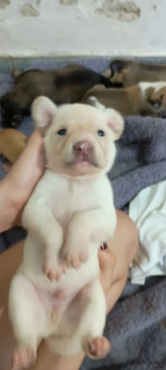 Cachorro  - Foto 2