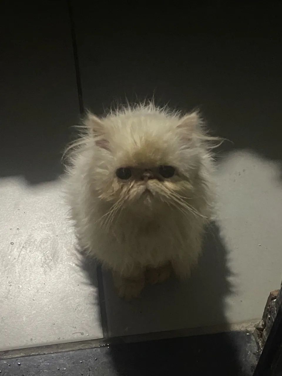 Gato persa macho  - Foto 2