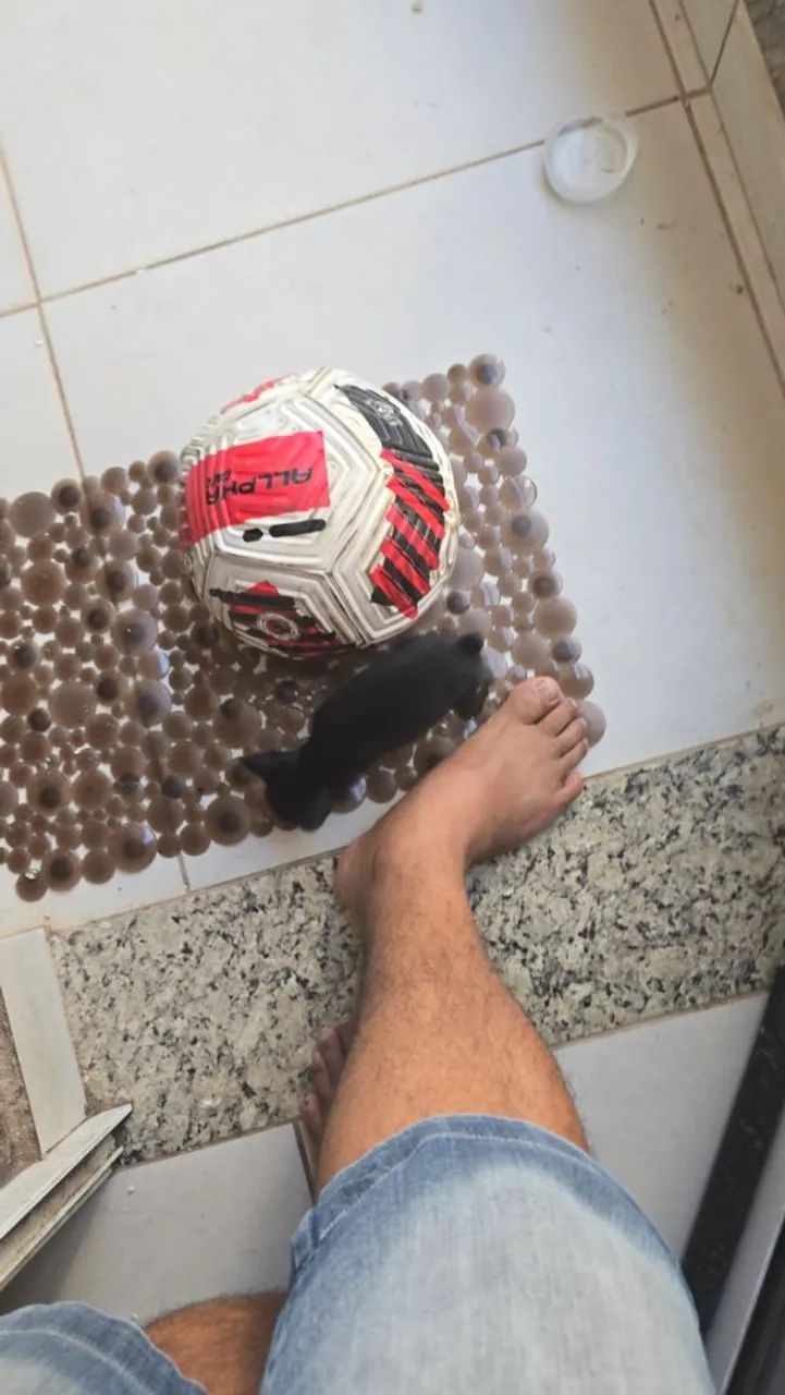 Cachorro  - Foto 2