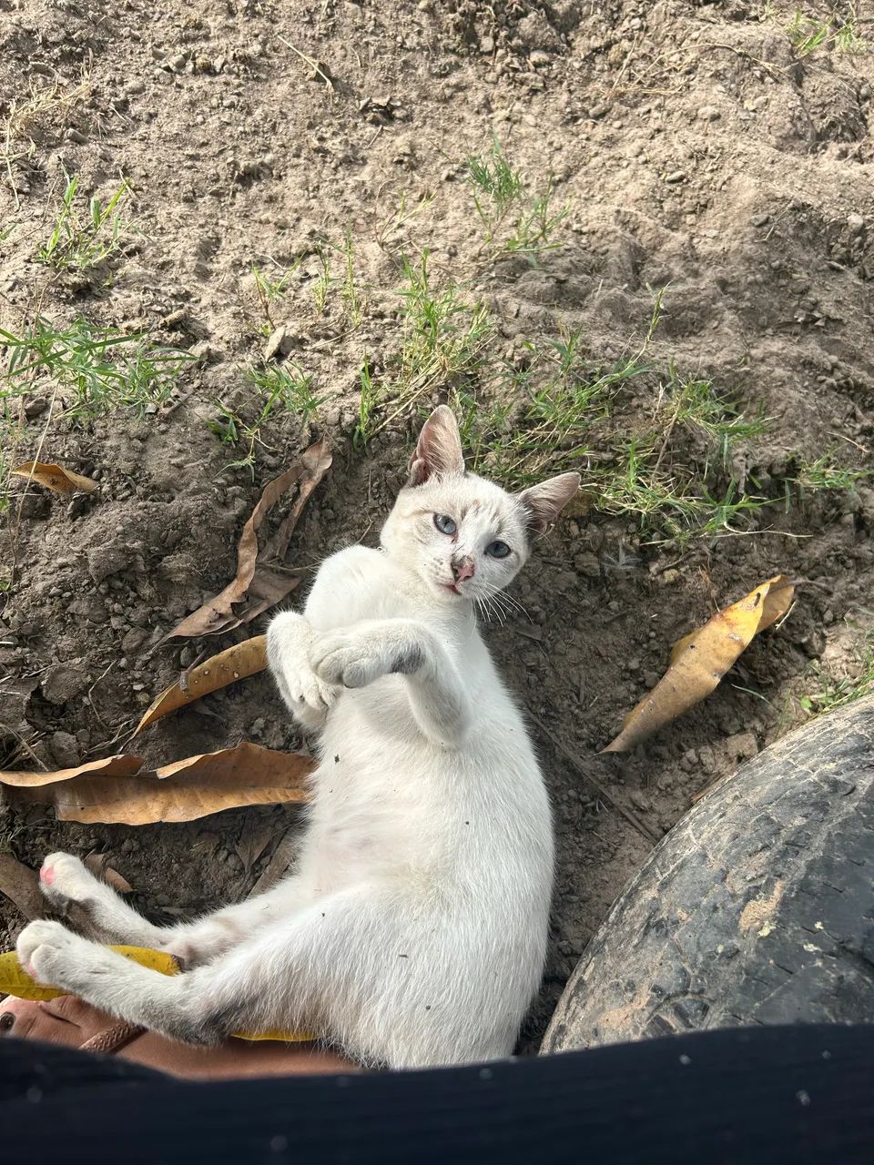 Gata perdida  recompensa  - Foto 3