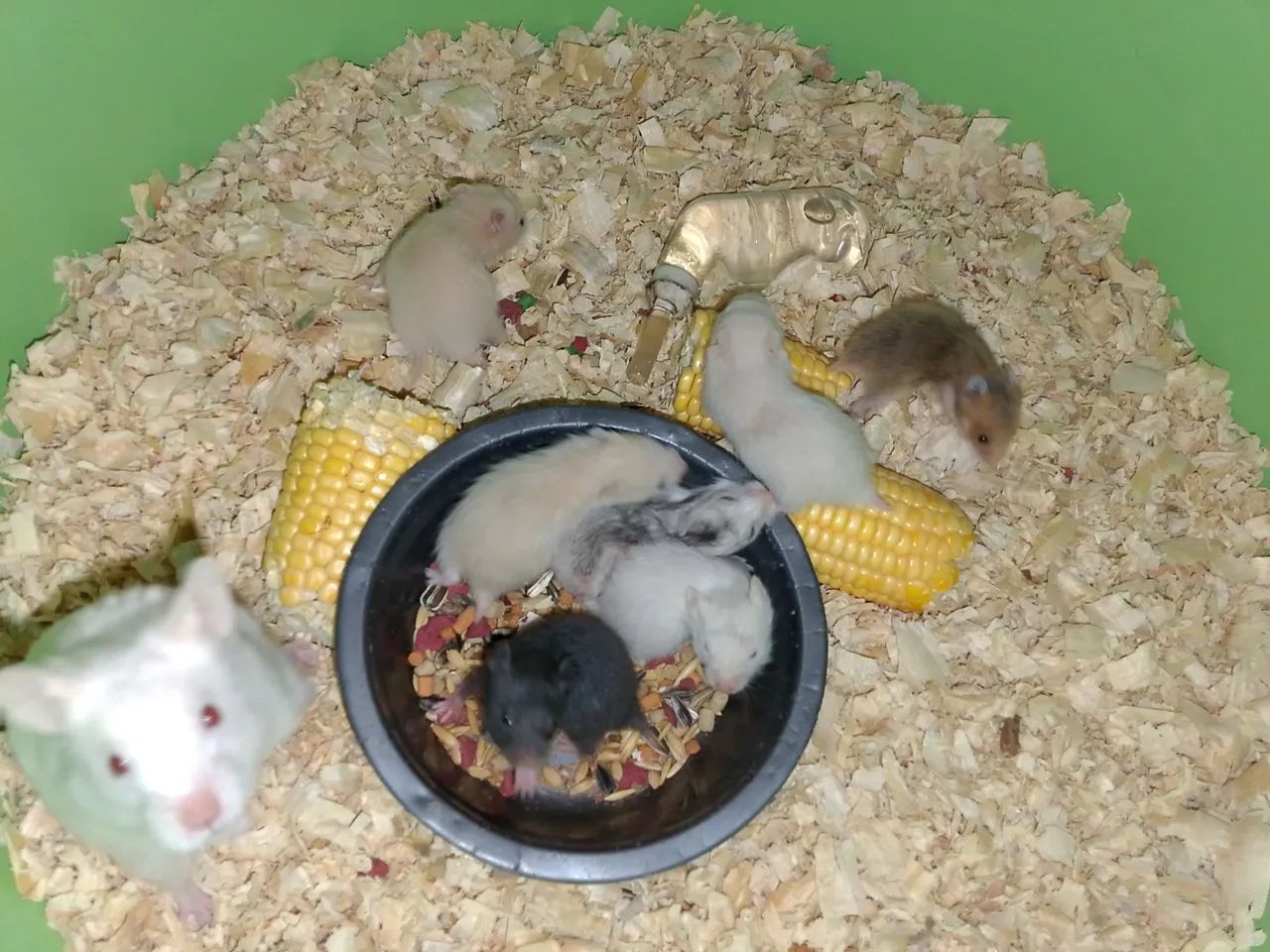 Hamister  - Foto 4
