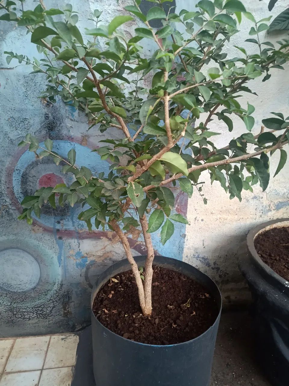  Acerola  - Foto 2