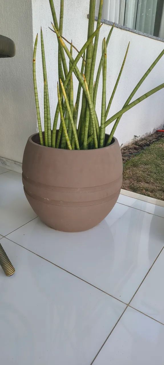 Caqueiro