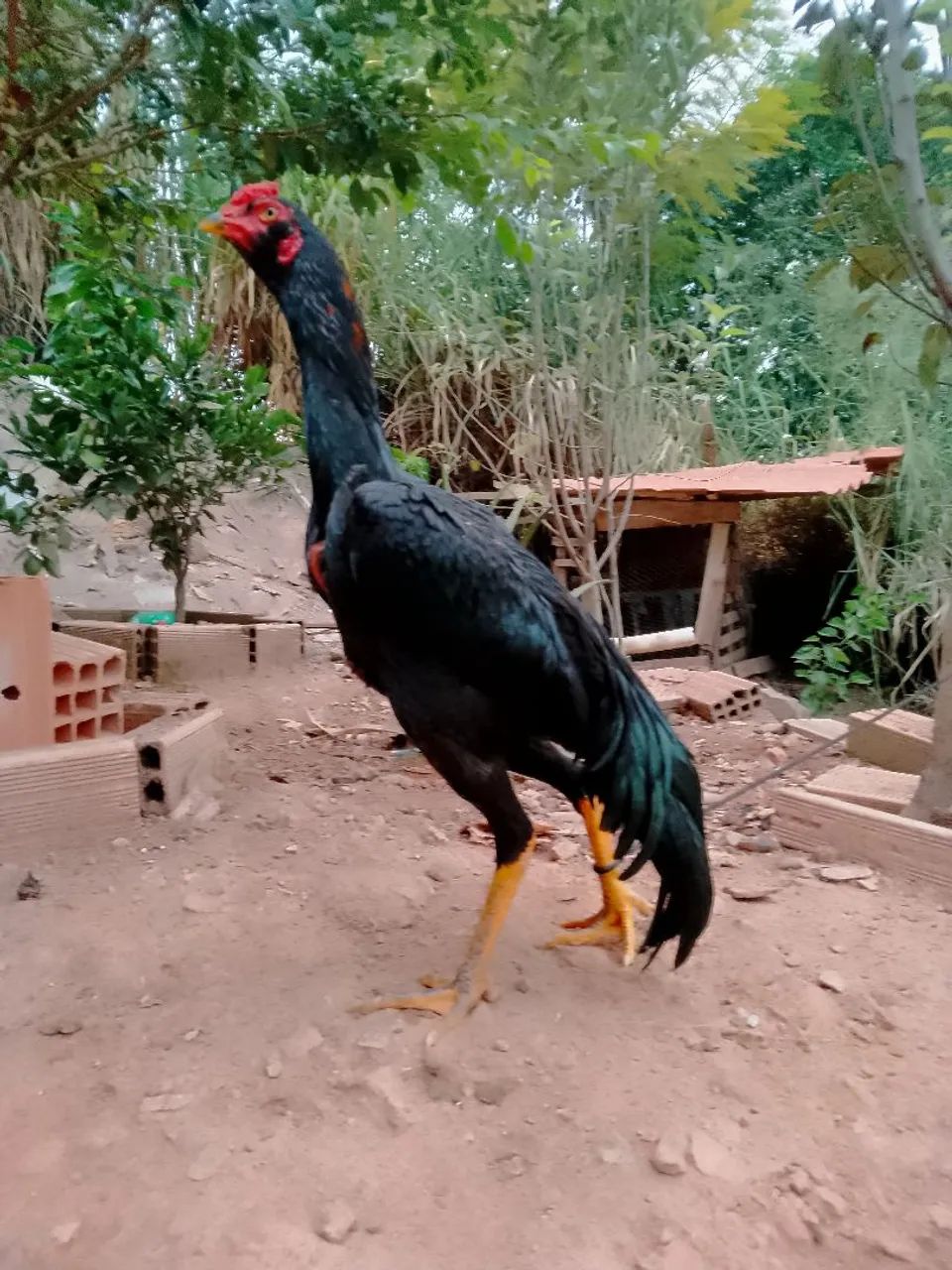 Frango índio 