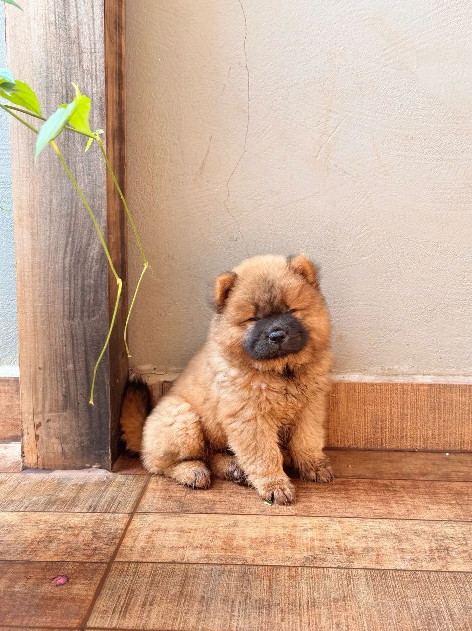 Chochow macho  - Foto 2