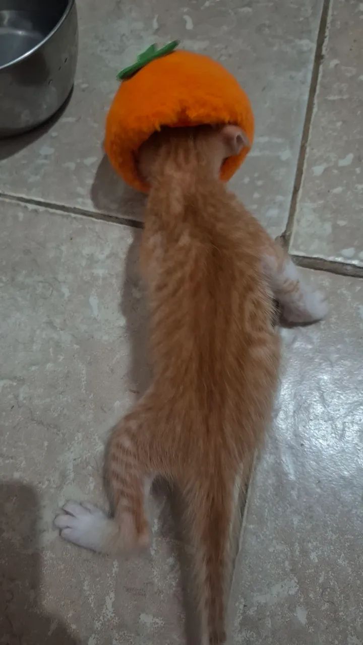 filhotes de gato. - Foto 2