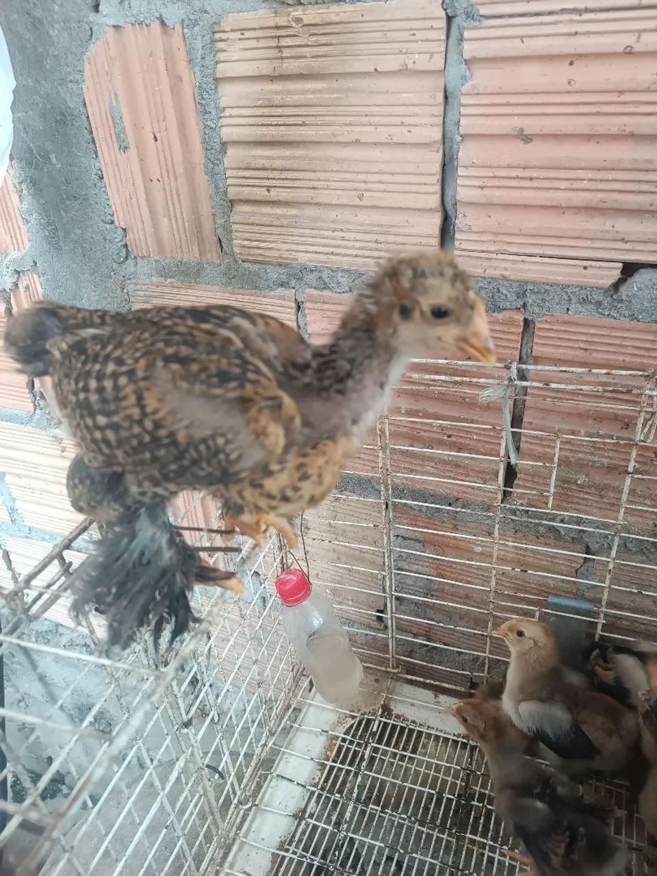 Pintos Brahma - Foto 3