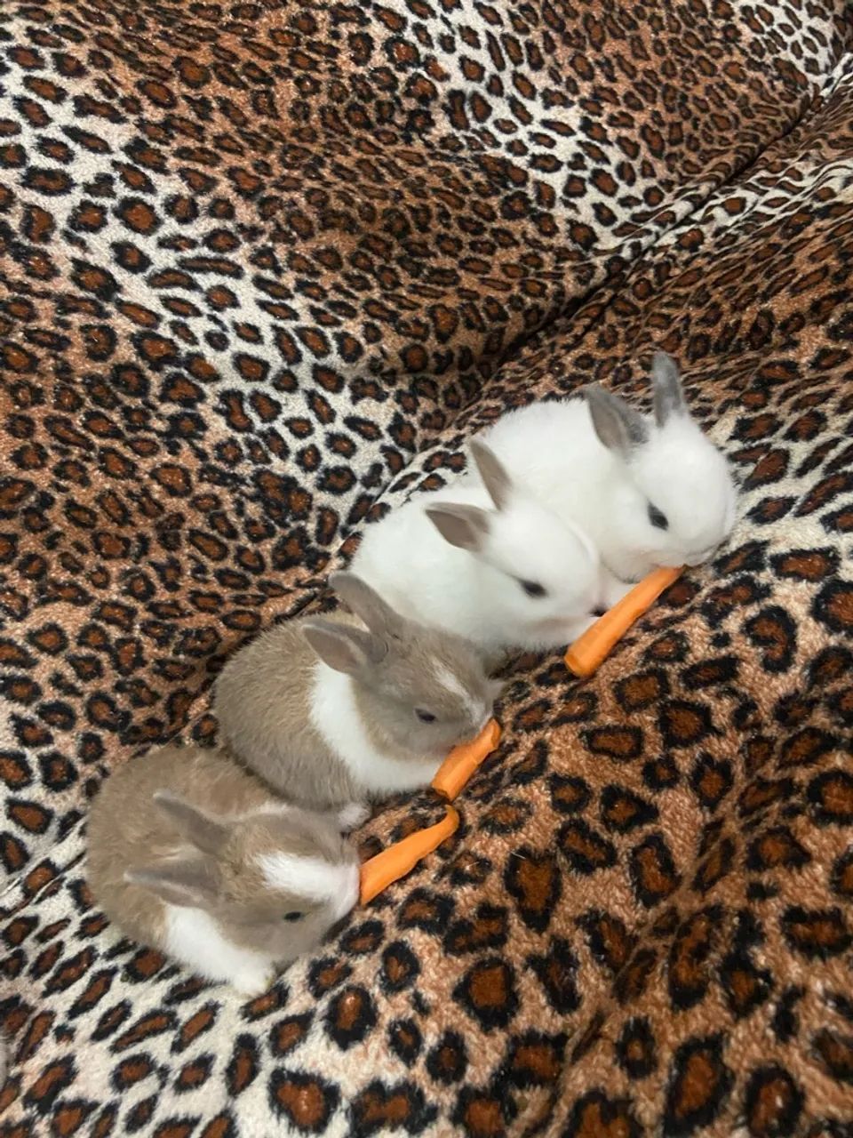 Vendo mini coelhos 