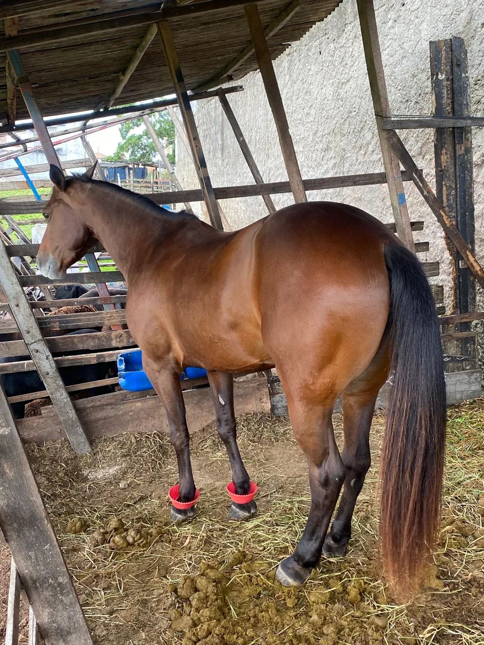 Porda de direita - Foto 2