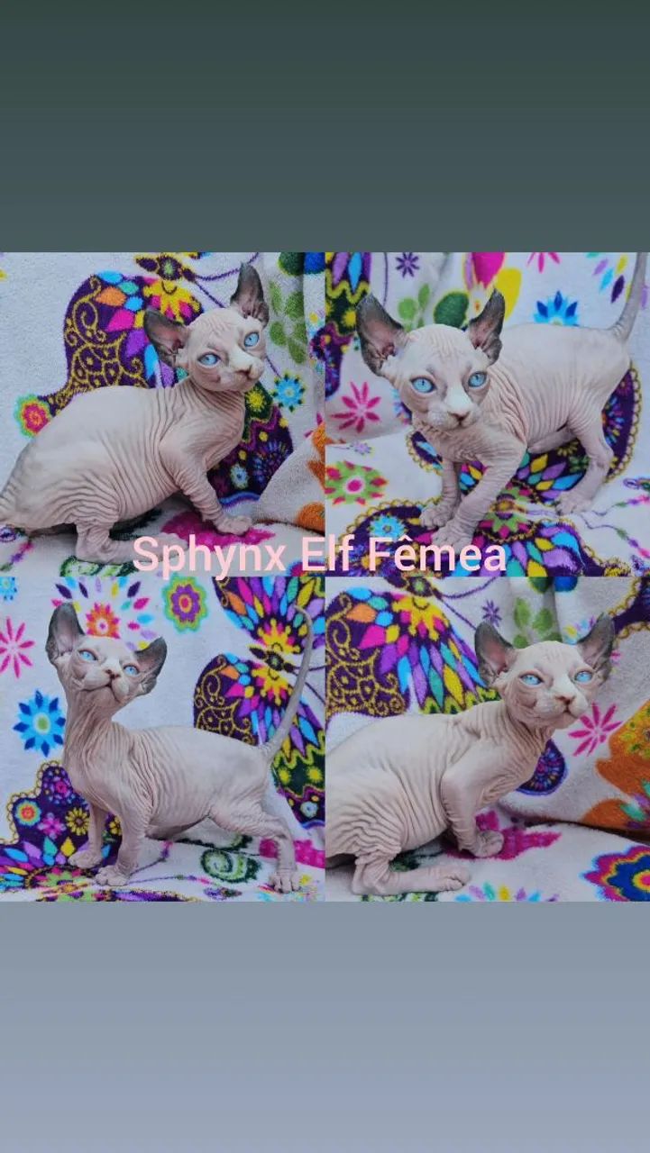 Sphynx Elf Filhotes - Gatil BSB Cat  - Foto 2