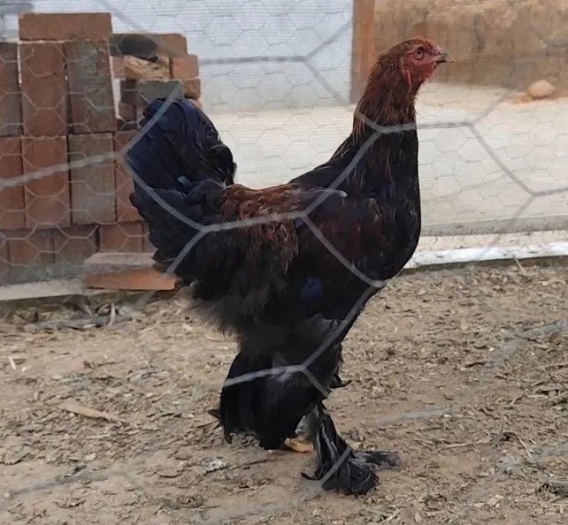Frango Brahma Perdiz 