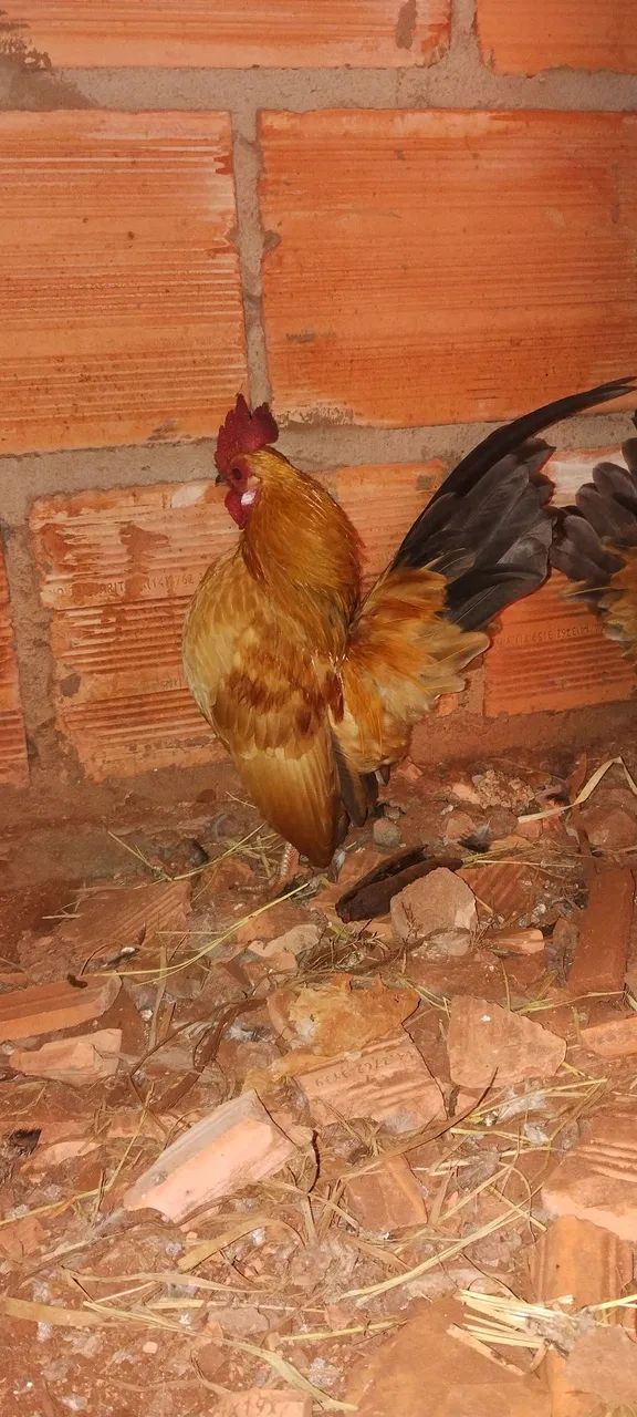 Galos serama  - Foto 4