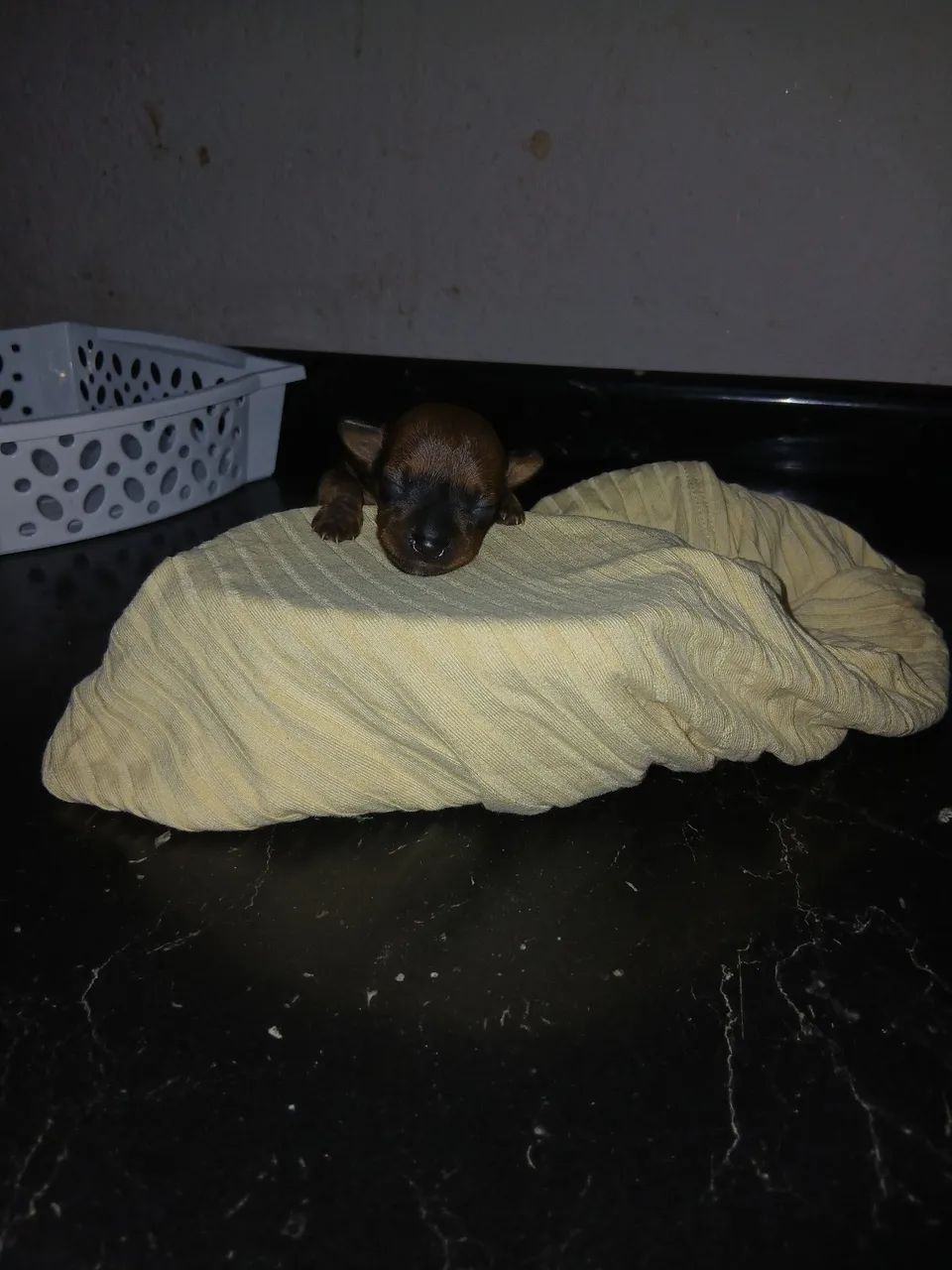 Animais  - Foto 2