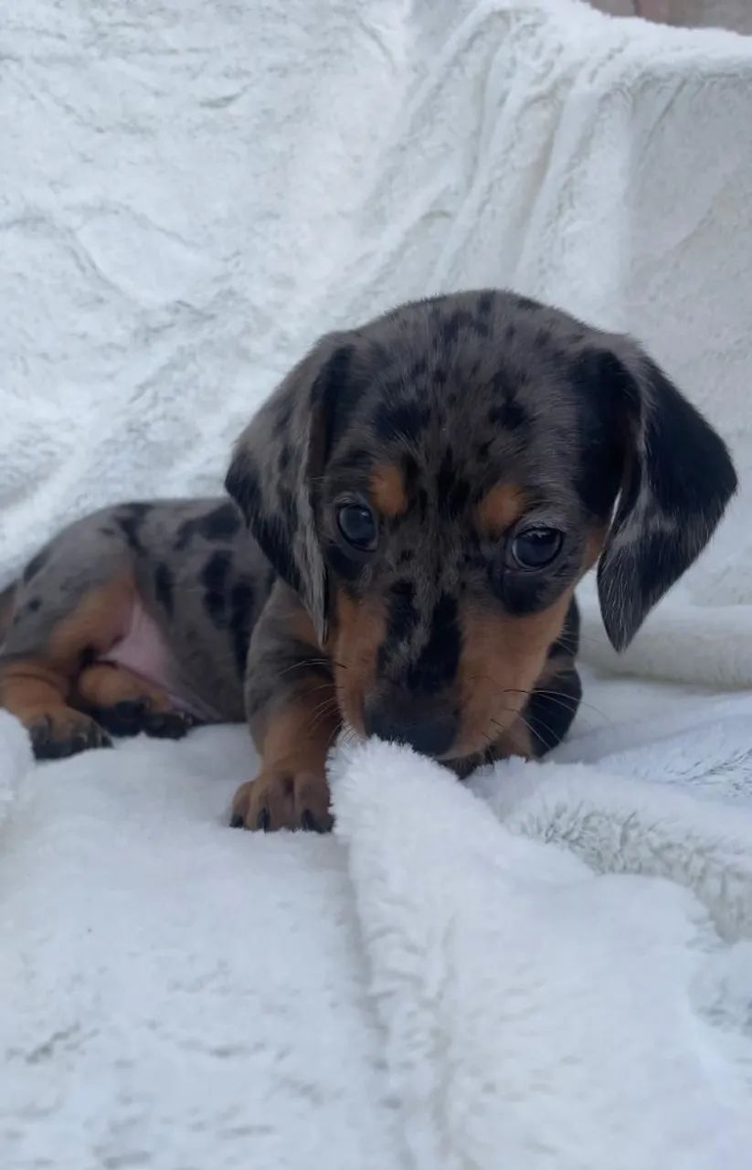 dachshund com 50 dias