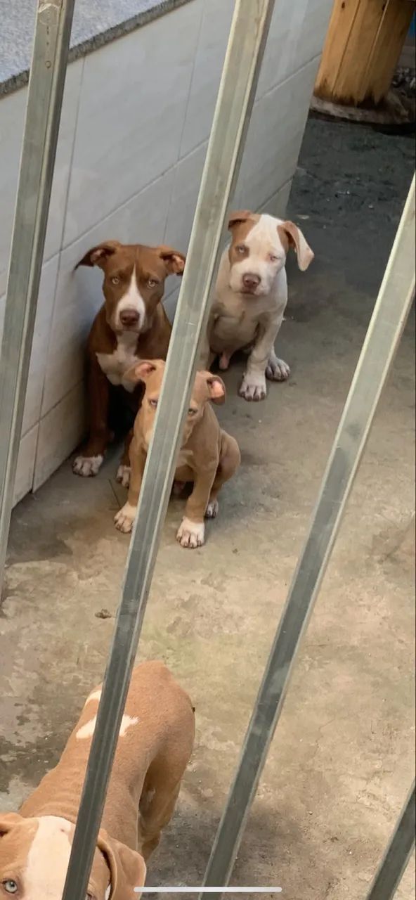 Filhote - Brazilian Bull - Foto 6