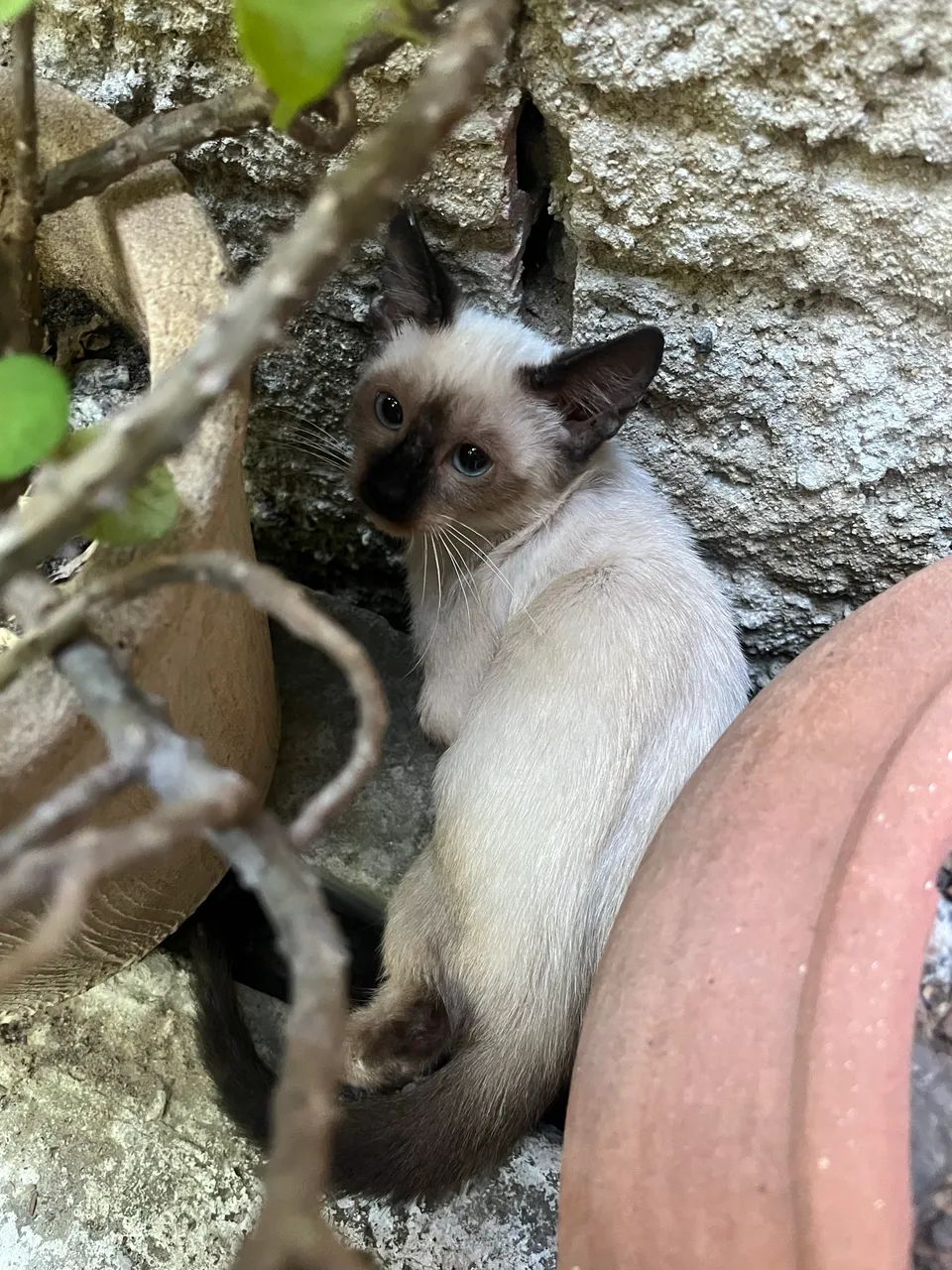 Doação de gatinha 