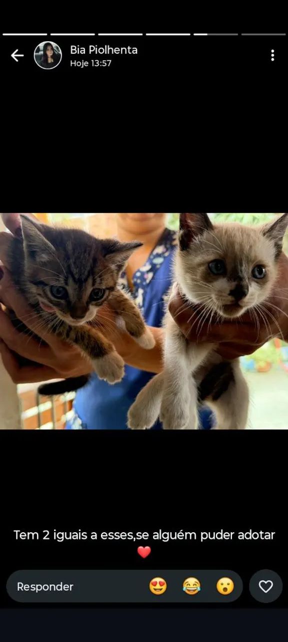 Doação de gatos 