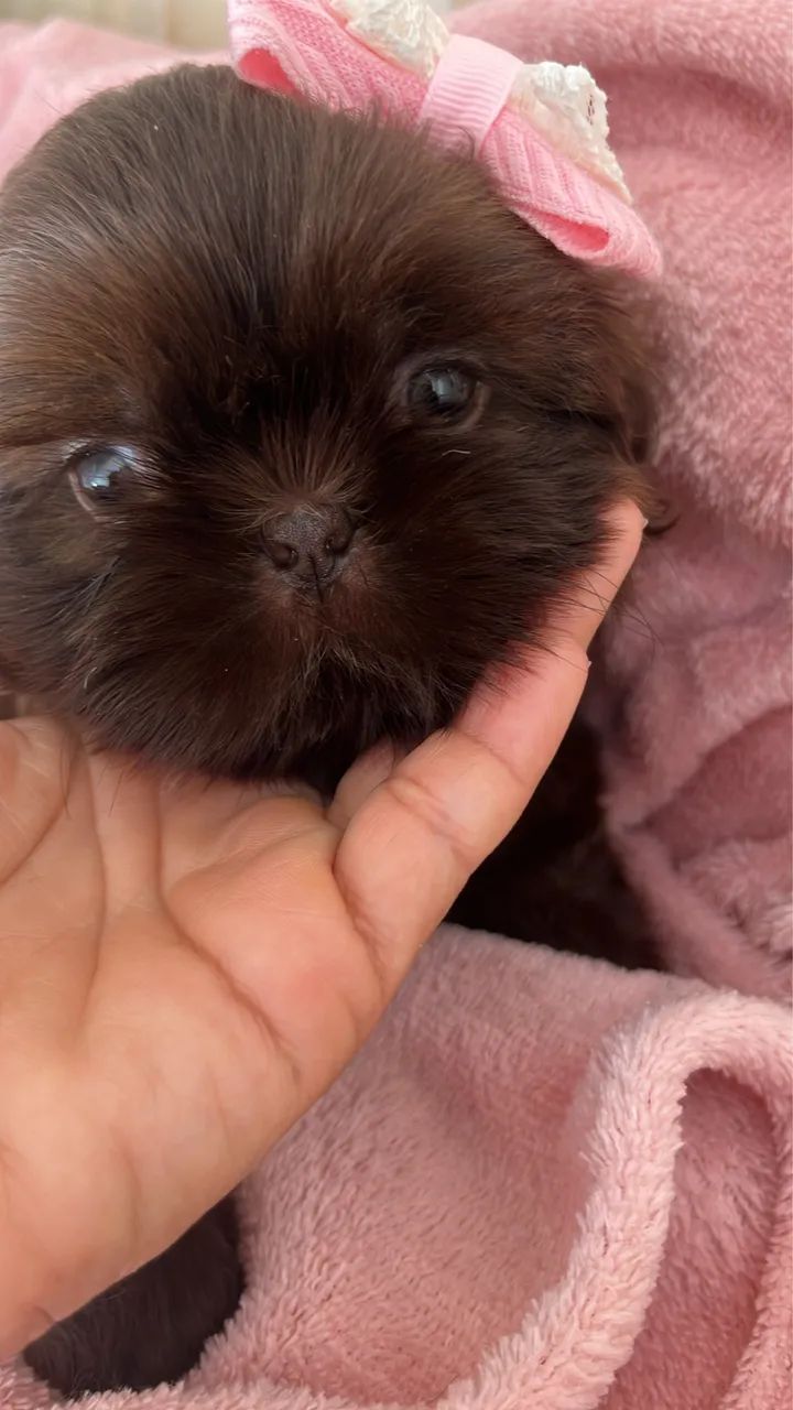 Shihtzu  - Foto 3